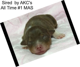 Sired  by AKC\'s All Time #1 MAS