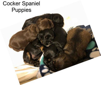 Cocker Spaniel Puppies