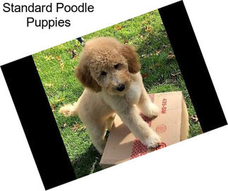 Standard Poodle Puppies