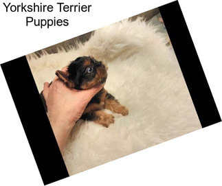 Yorkshire Terrier Puppies