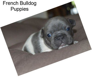 French Bulldog Puppies