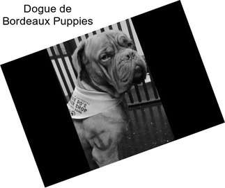 Dogue de Bordeaux Puppies