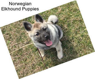 Norwegian Elkhound Puppies