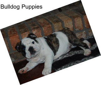 Bulldog Puppies