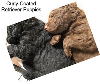 Curly-Coated Retriever Puppies