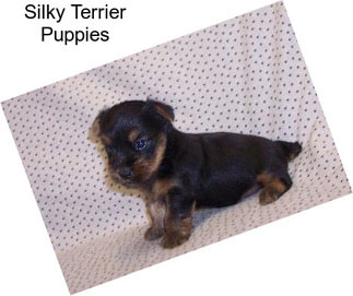 Silky Terrier Puppies