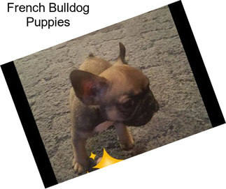 French Bulldog Puppies