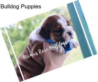 Bulldog Puppies