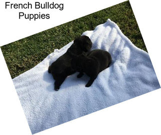 French Bulldog Puppies