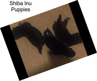 Shiba Inu Puppies