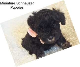 Miniature Schnauzer Puppies