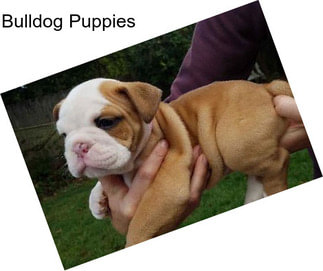 Bulldog Puppies