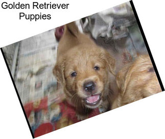 Golden Retriever Puppies