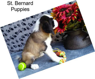 St. Bernard Puppies