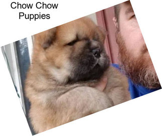 Chow Chow Puppies