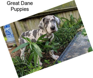 Great Dane Puppies