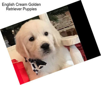 English Cream Golden Retriever Puppies