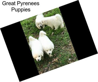 Great Pyrenees Puppies