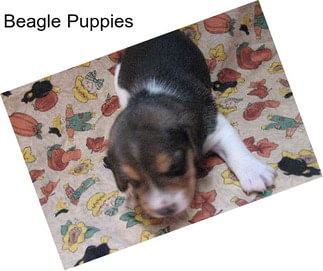 Beagle Puppies