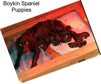 Boykin Spaniel Puppies