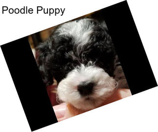 Poodle Puppy