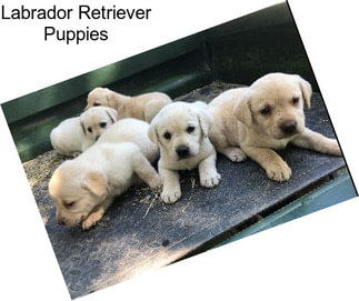 Labrador Retriever Puppies