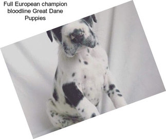 Full European champion bloodline Great Dane Puppies