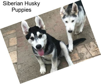 Siberian Husky Puppies