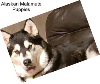 Alaskan Malamute Puppies