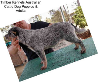 Timber Kennels Australian Cattle Dog Puppies & Adults