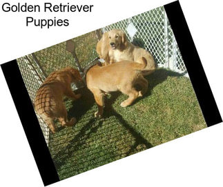 Golden Retriever Puppies