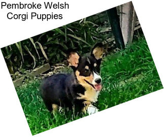 Pembroke Welsh Corgi Puppies