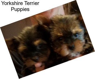 Yorkshire Terrier Puppies