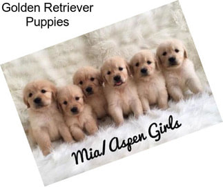 Golden Retriever Puppies