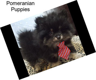 Pomeranian Puppies