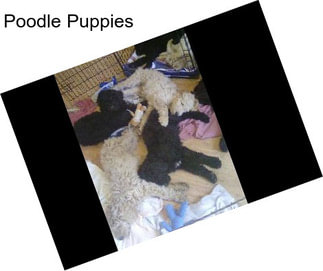 Poodle Puppies