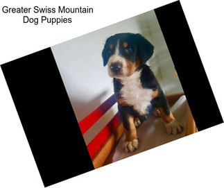 Greater Swiss Mountain Dog Puppies