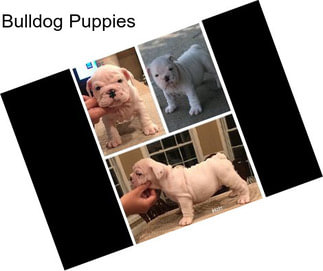 Bulldog Puppies