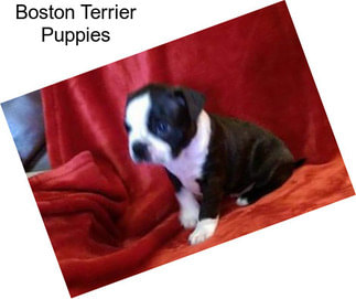 Boston Terrier Puppies