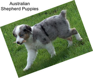 Australian Shepherd Puppies