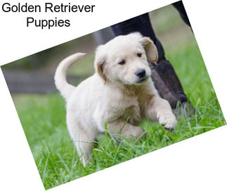 Golden Retriever Puppies