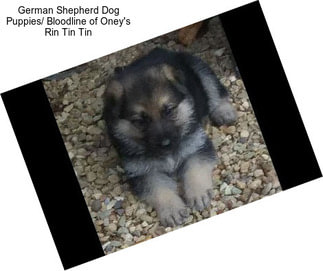German Shepherd Dog Puppies/ Bloodline of Oney\'s Rin Tin Tin