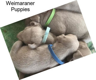 Weimaraner Puppies