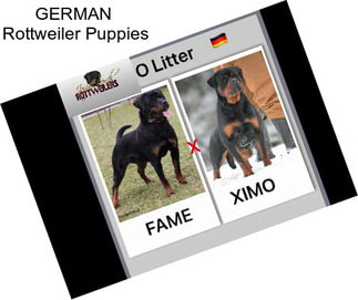 GERMAN  Rottweiler Puppies
