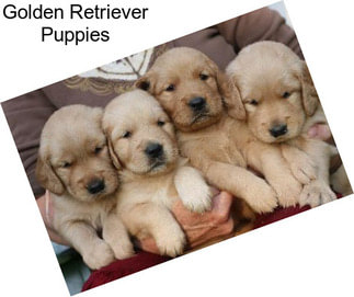 Golden Retriever Puppies