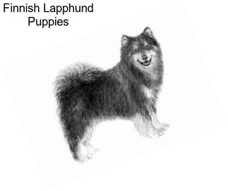 Finnish Lapphund Puppies