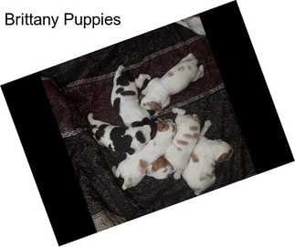 Brittany Puppies