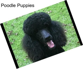 Poodle Puppies