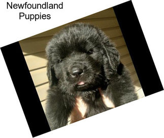 Newfoundland Puppies