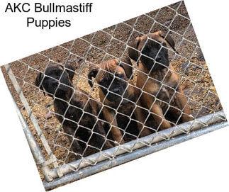 AKC Bullmastiff Puppies